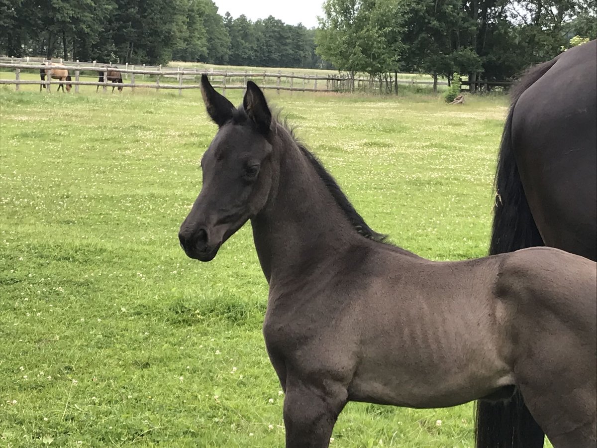 Trakehner Yegua Potro (05/2025) Negro in Soltendieck