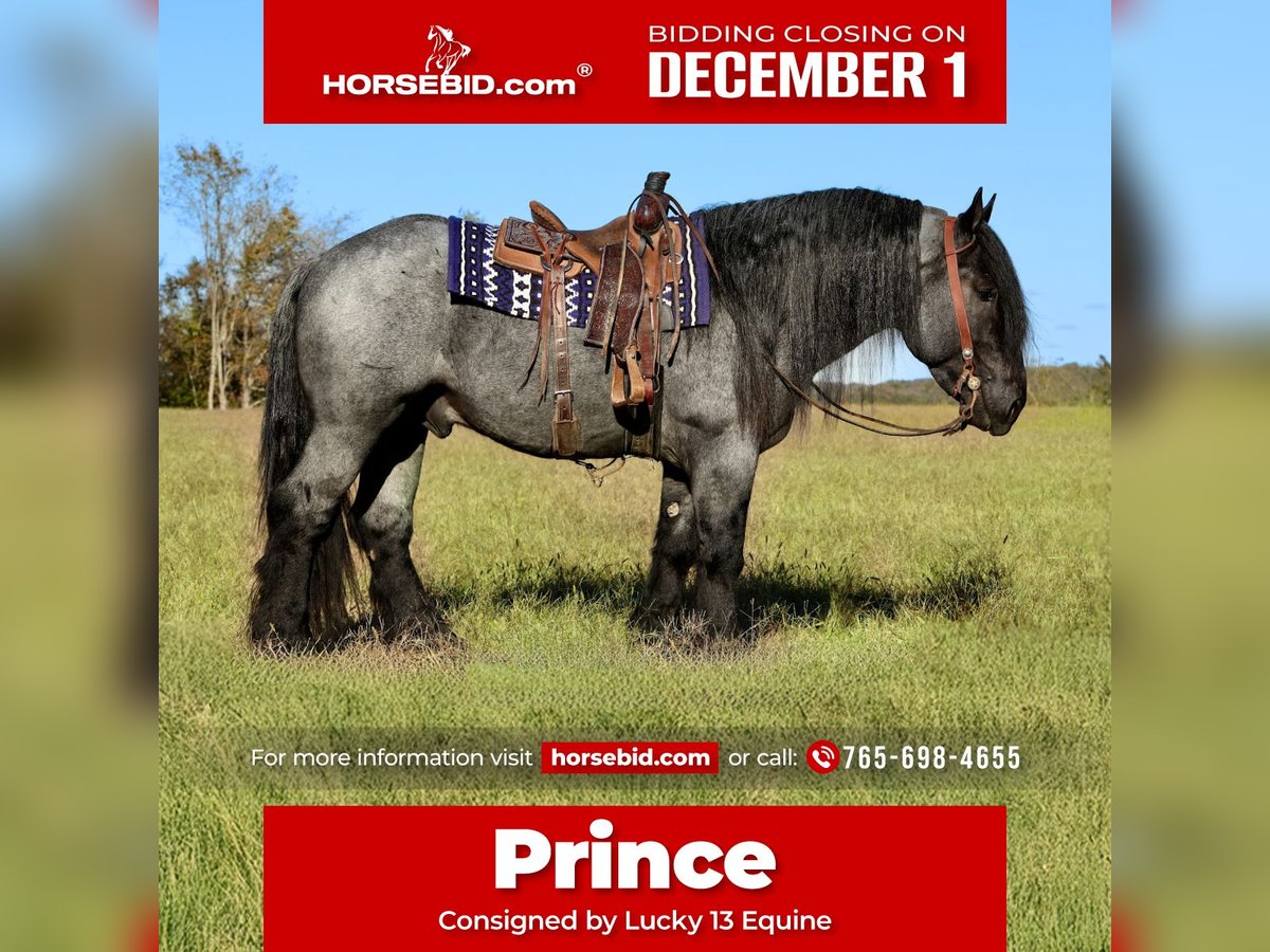 Trekpaard Mix Hengst 4 Jaar 165 cm Roan-Blue in Mount Vernon