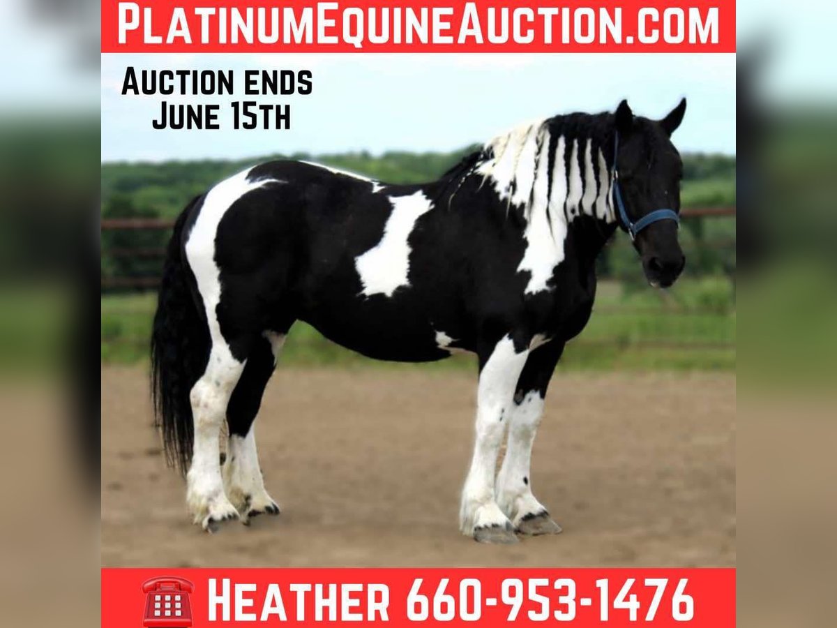 Trekpaard Merrie 13 Jaar 170 cm Tobiano-alle-kleuren in Princeton MO