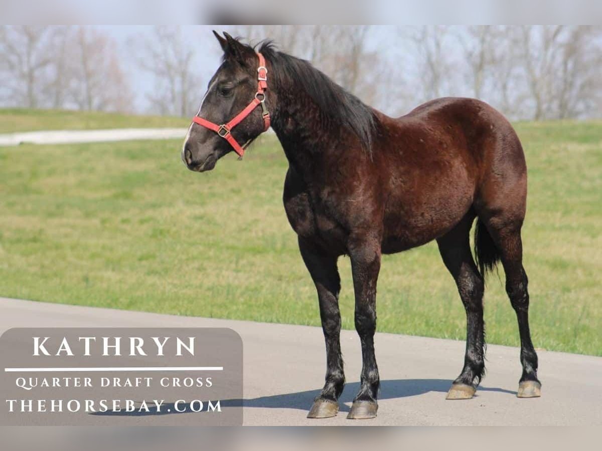 Trekpaard Mix Merrie 4 Jaar 147 cm Zwart in Wichita Falls, TX