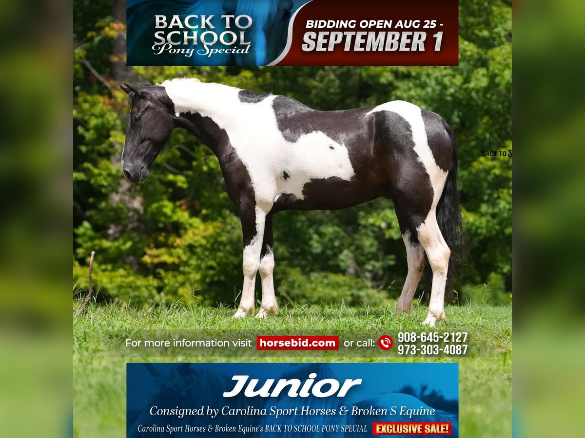 Trekpaard Mix Ruin 4 Jaar 147 cm Gevlekt-paard in Clover