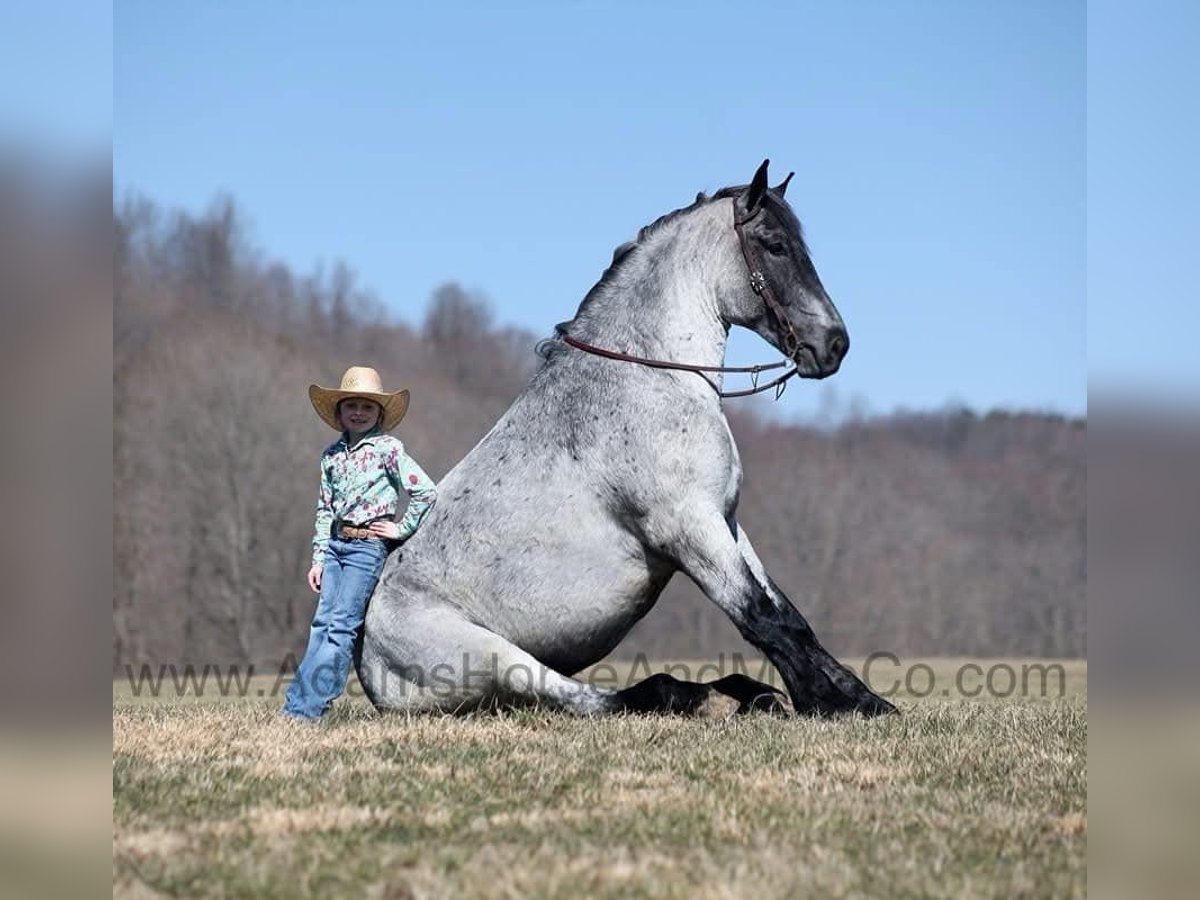 Trekpaard Ruin 5 Jaar 168 cm Roan-Blue in Mount Vernon