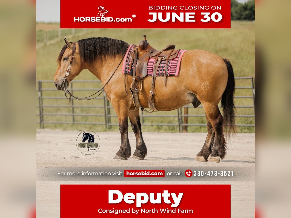Trekpaard Mix Ruin 5 Jaar 170 cm Buckskin in Fredericksburg, OH