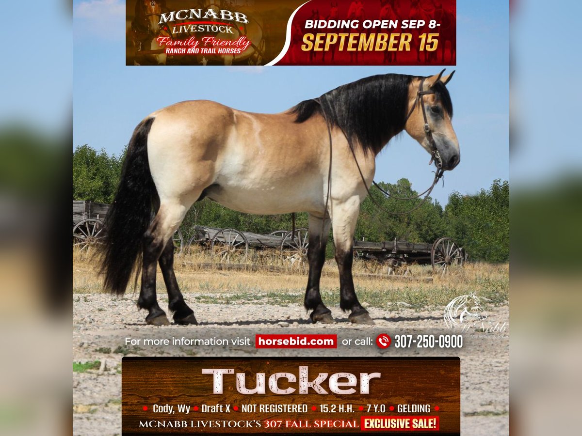 Trekpaard Mix Ruin 7 Jaar 157 cm Buckskin in Cody