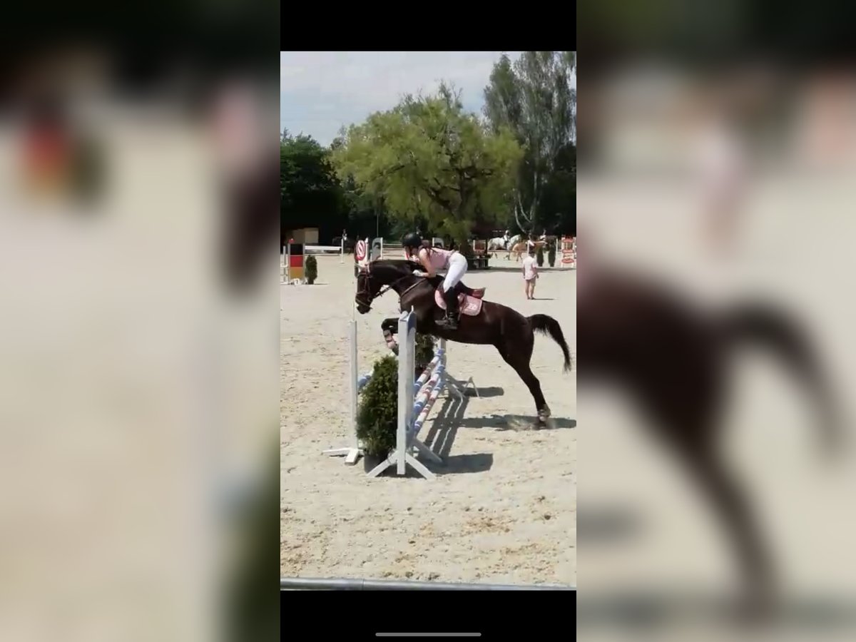 Treue Reitbeteiligung gesucht ( Reiterin sucht Pferd) Treue Reitbeteiligung gesucht ( Reiterin sucht Pferd)