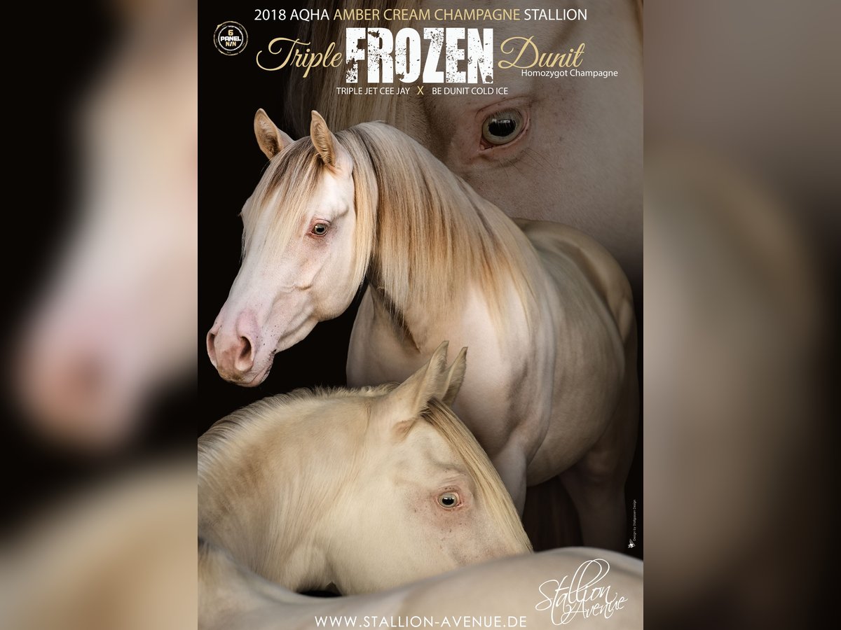 TRIPLE FROZEN DUNIT American Quarter Horse Stallion Champagne in Waldshut-Tiengen