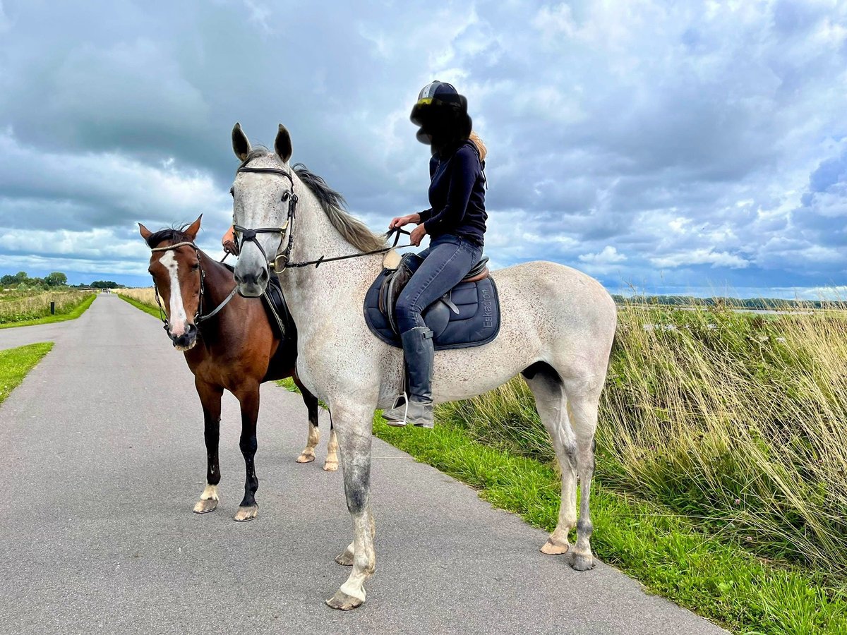 Trotón alemán Caballo castrado 11 años 165 cm Tordo picazo in Leidschendam