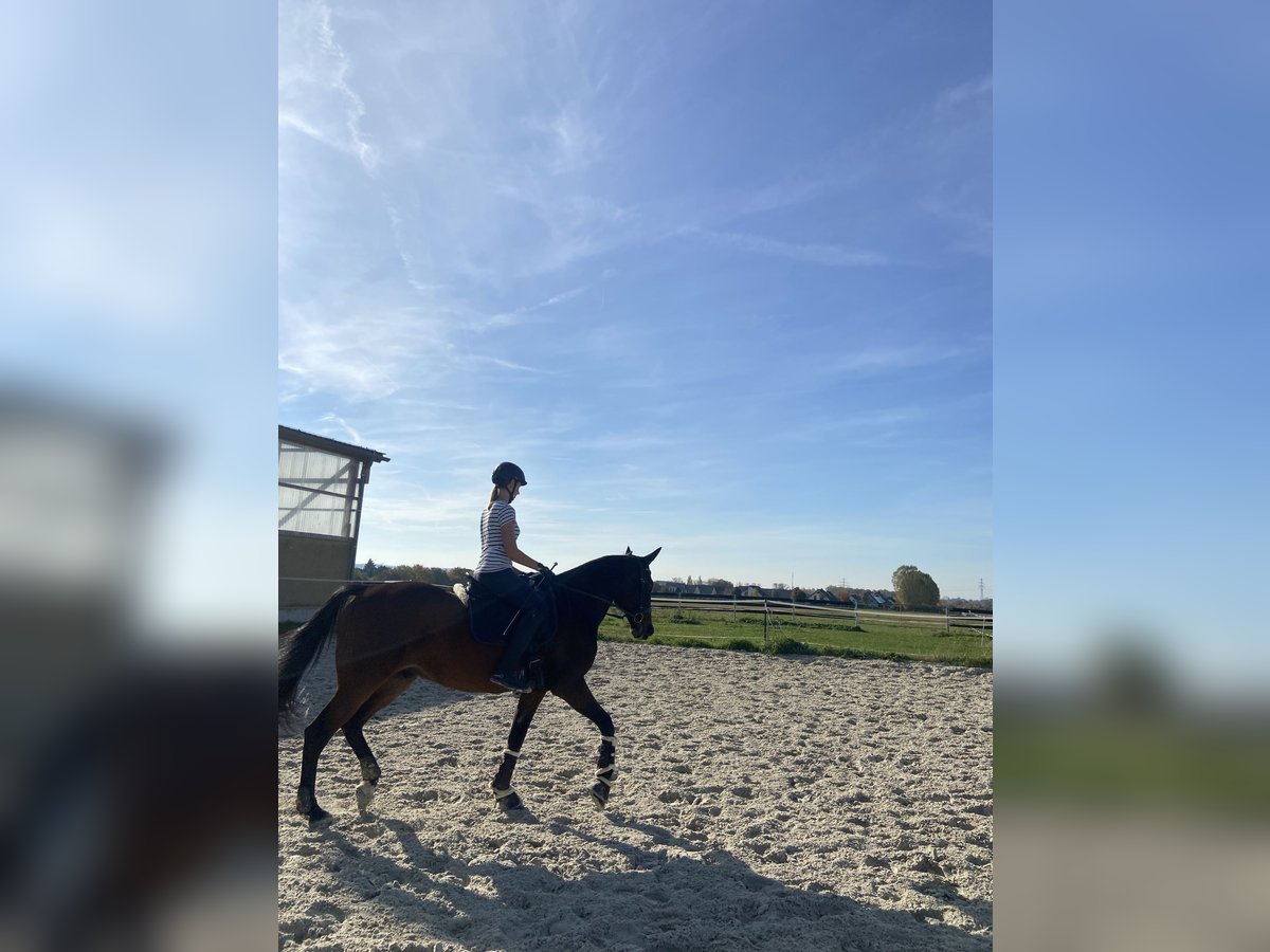 Trotón alemán Caballo castrado 13 años 165 cm Castaño in Naumburg OT Großjena