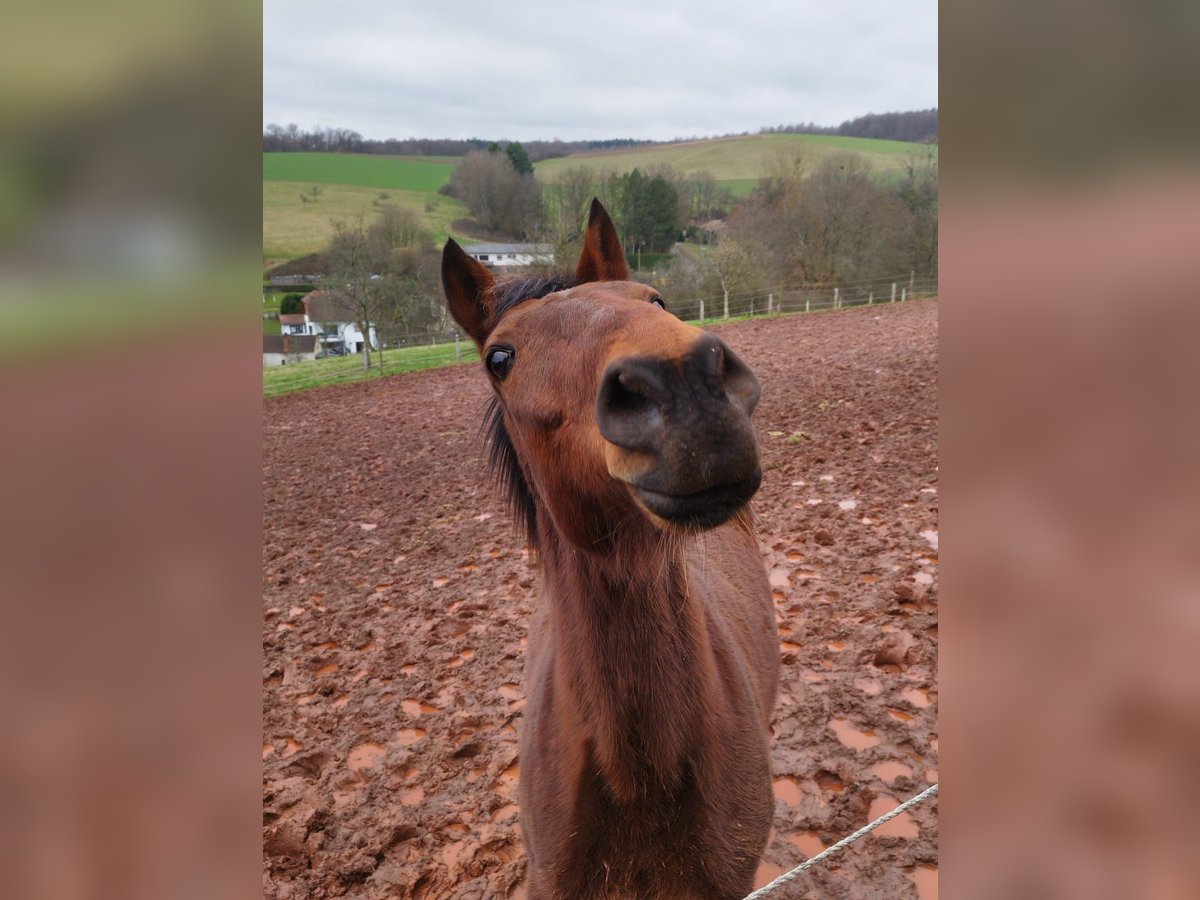 Trotón alemán Caballo castrado 16 años 155 cm Castaño in Eppelborn