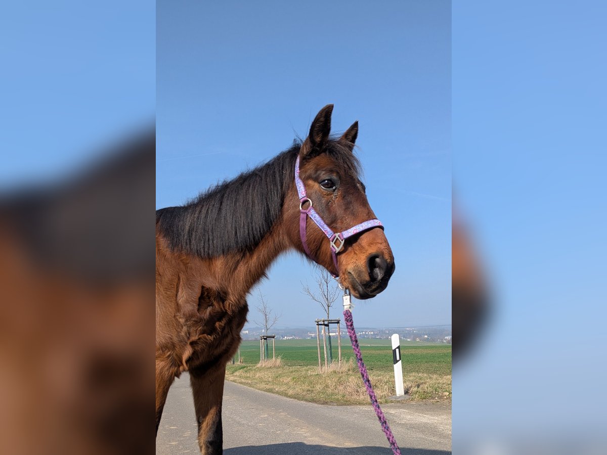 Trotón alemán Caballo castrado 18 años 158 cm Castaño in Zschadra&#xDF;