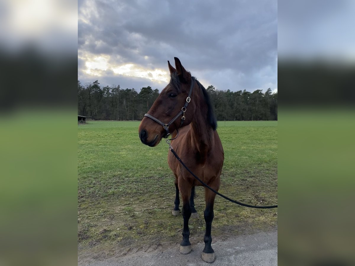 Trotón alemán Caballo castrado 23 años 172 cm Castaño in Liebenau