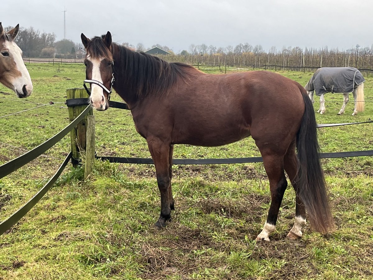 Trotón alemán Caballo castrado 3 años 164 cm Alazán-tostado in Tolkamer