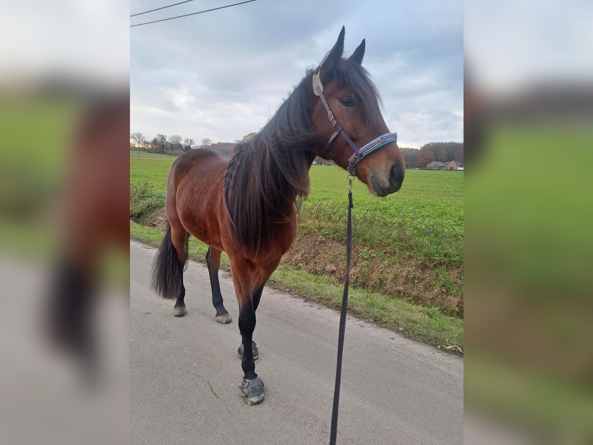 Trotón alemán Caballo castrado 4 años 164 cm Castaño in Enger