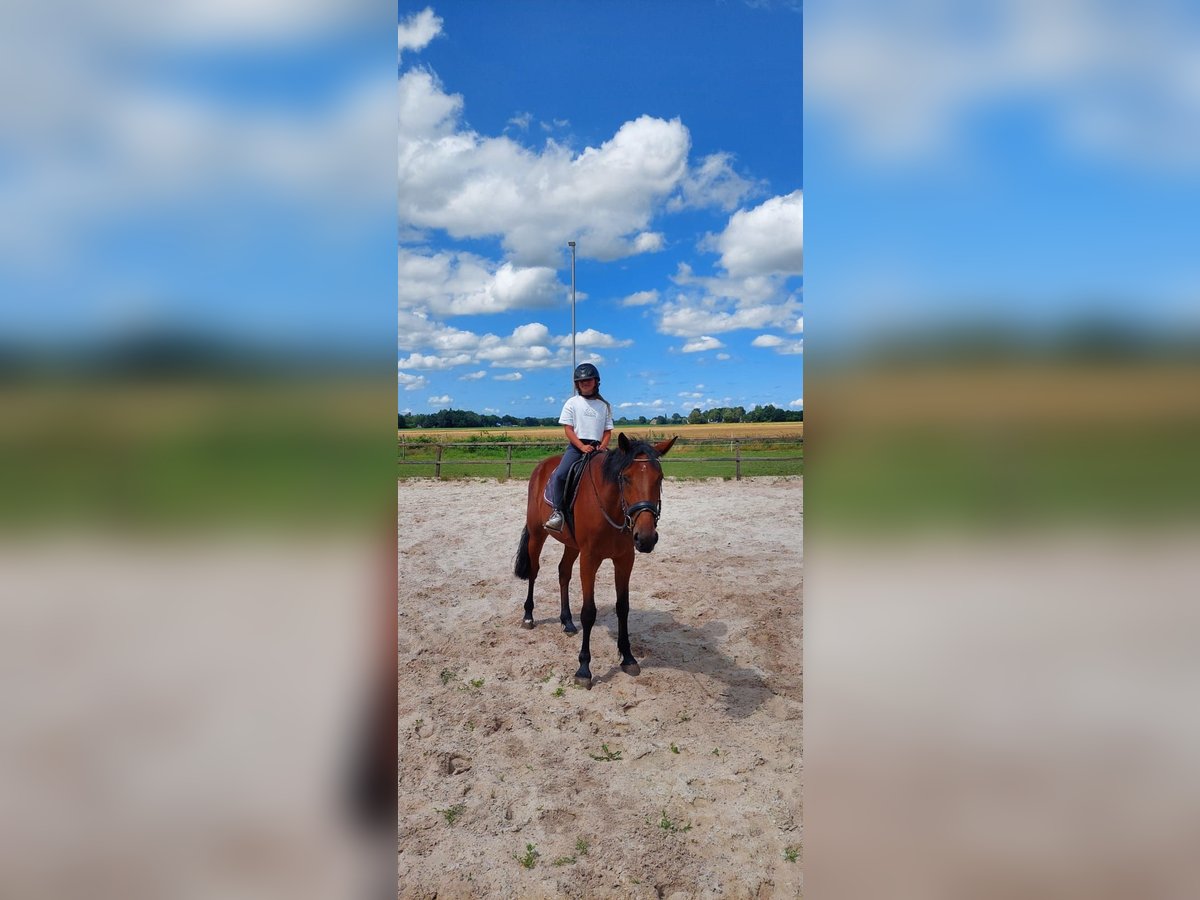 Trotón alemán Caballo castrado 4 años 174 cm Castaño in Midwolda