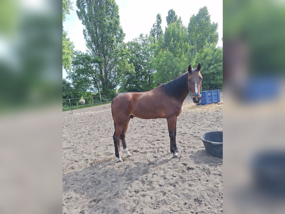 Trotón alemán Caballo castrado 6 años 160 cm Castaño in Berlin