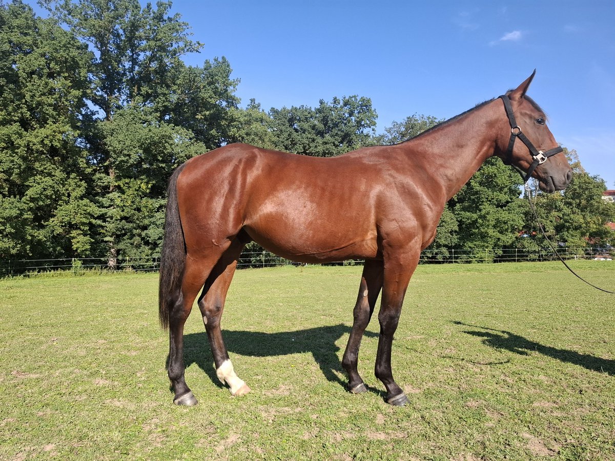 Trotón alemán Semental 1 año 152 cm Castaño in Isen