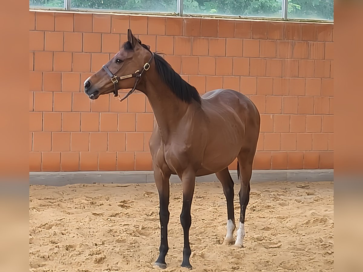 Trotón americano Yegua 15 años 160 cm Castaño in Lage