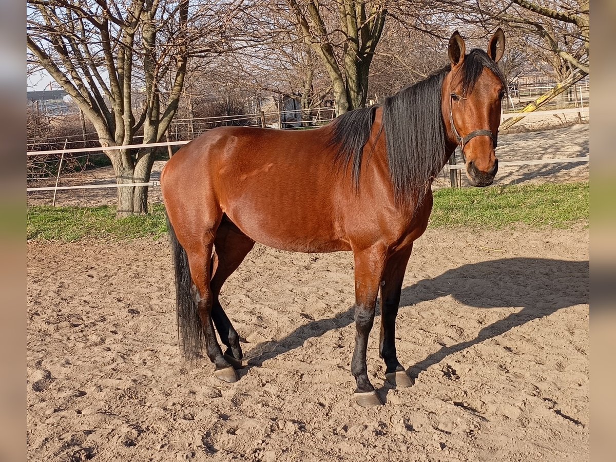 Trotón americano Yegua 7 años 163 cm Castaño rojizo in Budapest