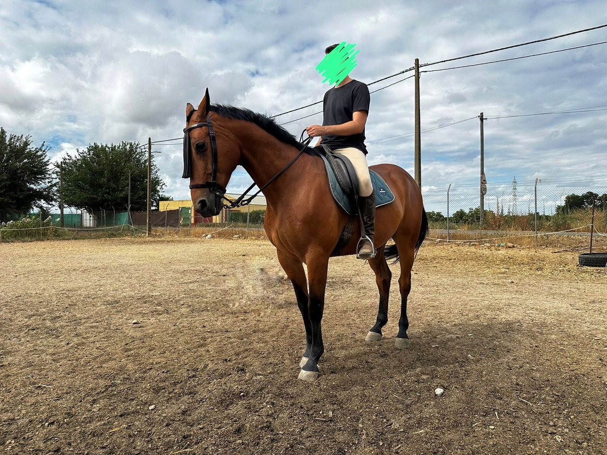 Trotón francés Caballo castrado 10 años 167 cm Castaño claro in Sevilla