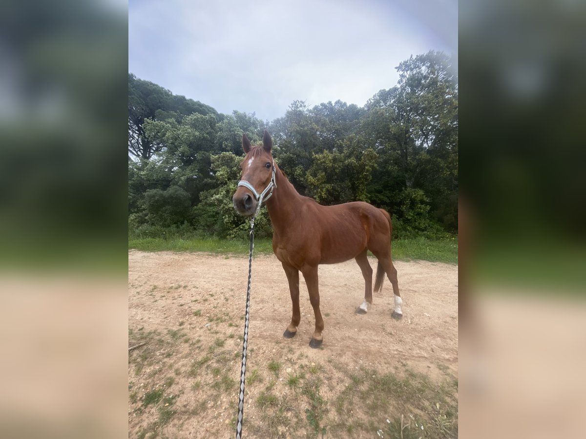 Trotón francés Caballo castrado 11 años 155 cm Alazán in Saint-Gilles Trotón francés Caballo castrado 11 años 155 cm Alazán in Saint-Gilles