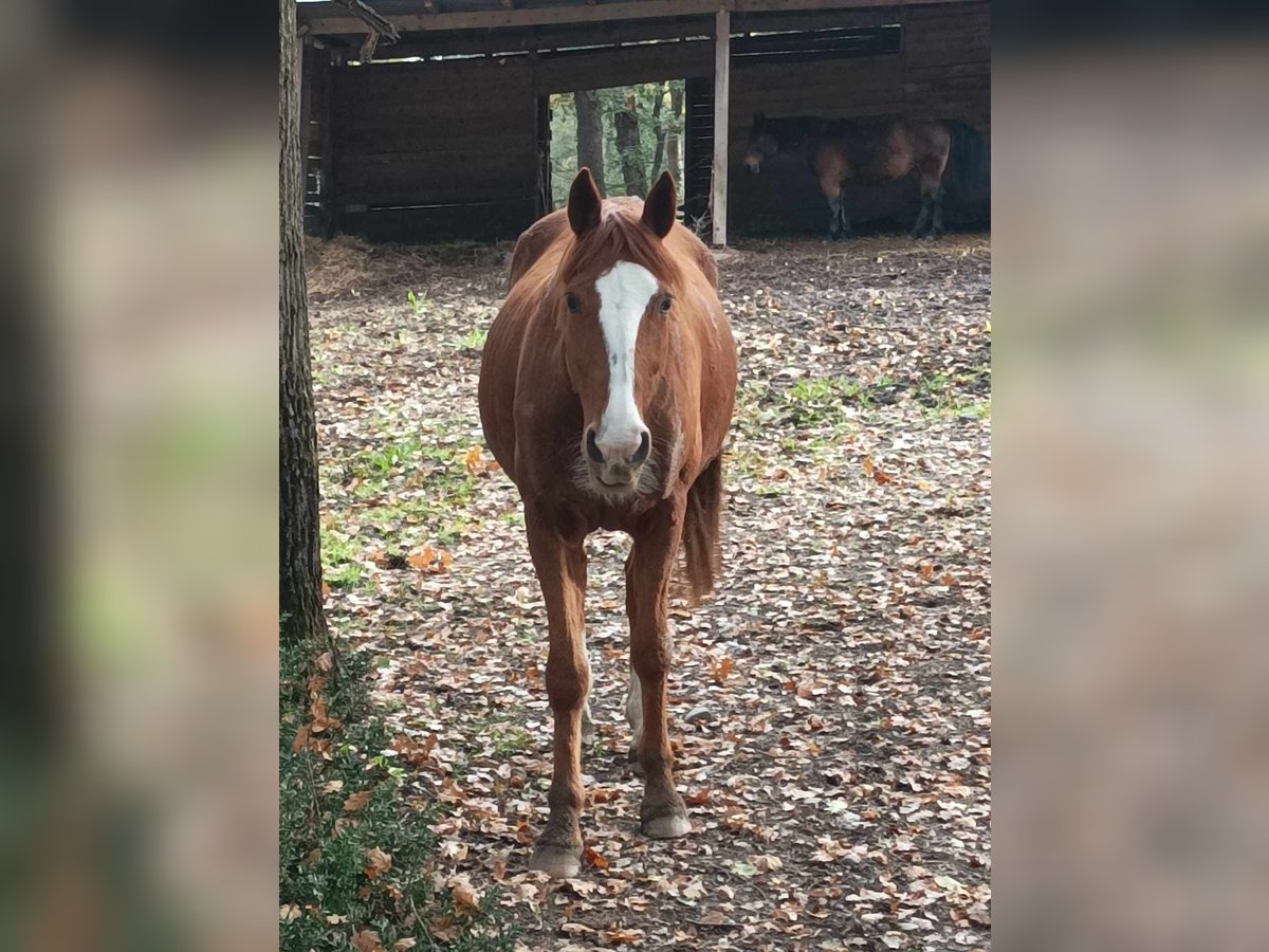 Trotón francés Caballo castrado 11 años 160 cm Alazán in cornebarrieu