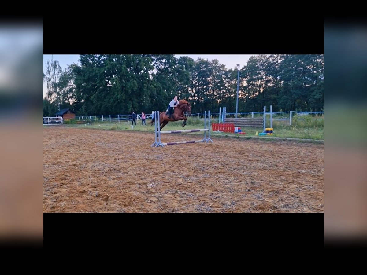 Trotón francés Caballo castrado 11 años 165 cm Alazán in skrzeszew