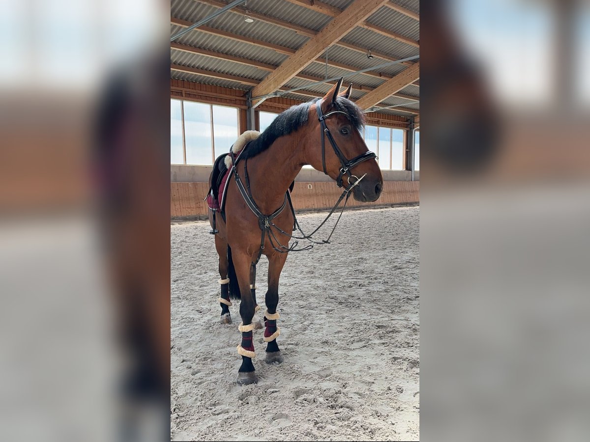 Trotón francés Caballo castrado 11 años 170 cm Castaño in Bockenem