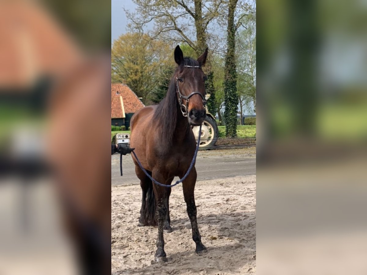 Trotón francés Caballo castrado 11 años in Nijeholtpade