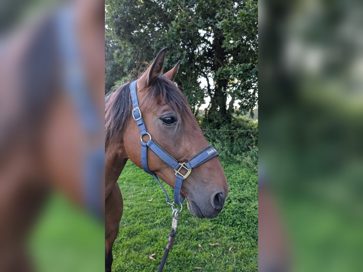 Trotón francés Caballo castrado 12 años 155 cm Castaño oscuro in Brest