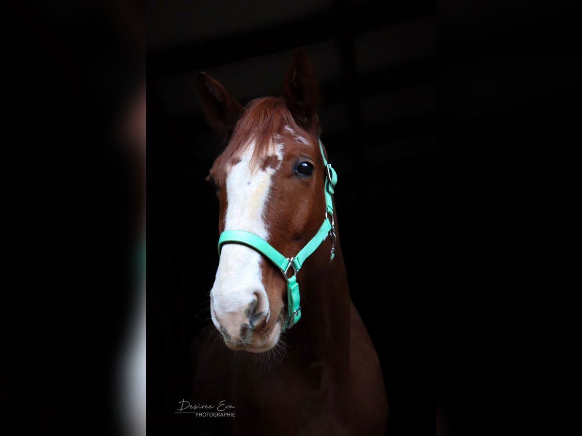 Trotón francés Caballo castrado 12 años 166 cm Alazán in Wadgassen