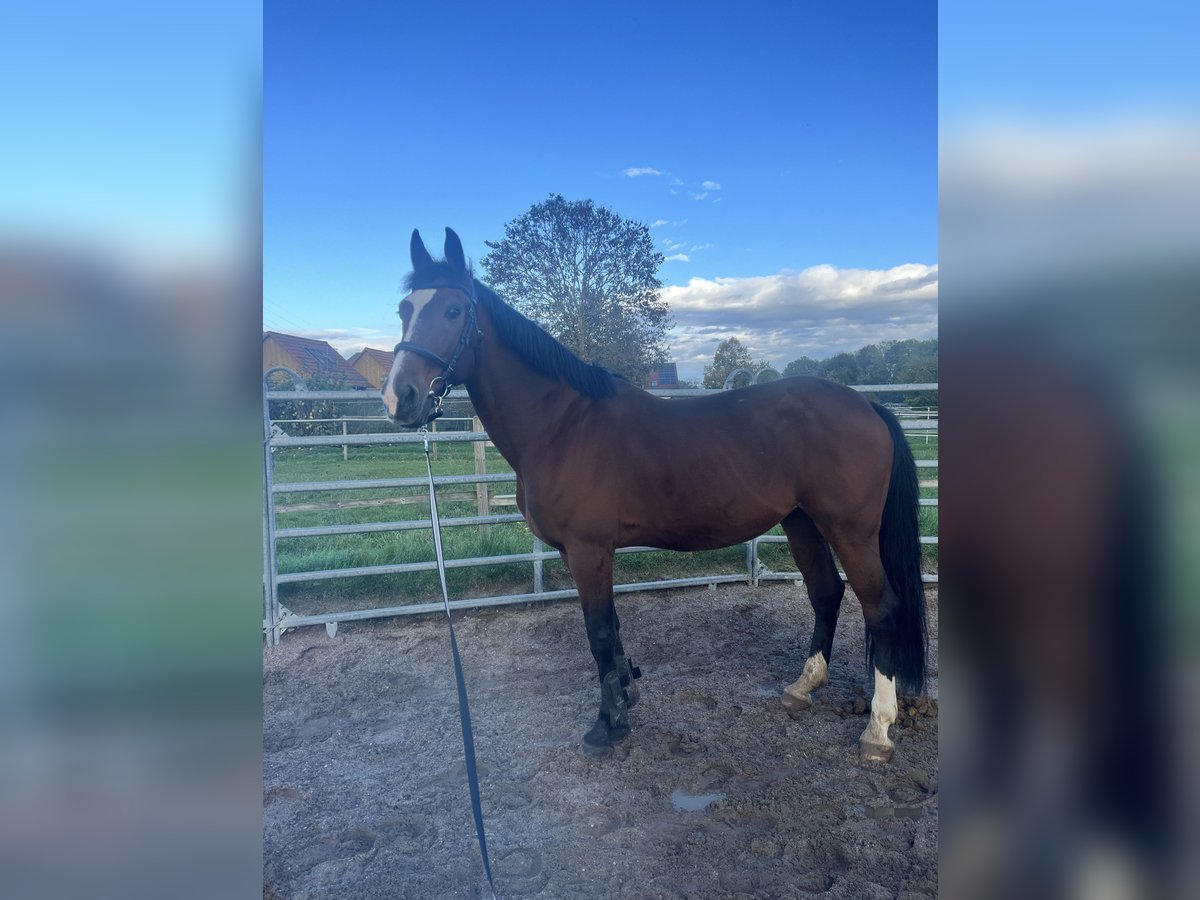 Trotón francés Mestizo Caballo castrado 16 años 165 cm Castaño in Stuttgart