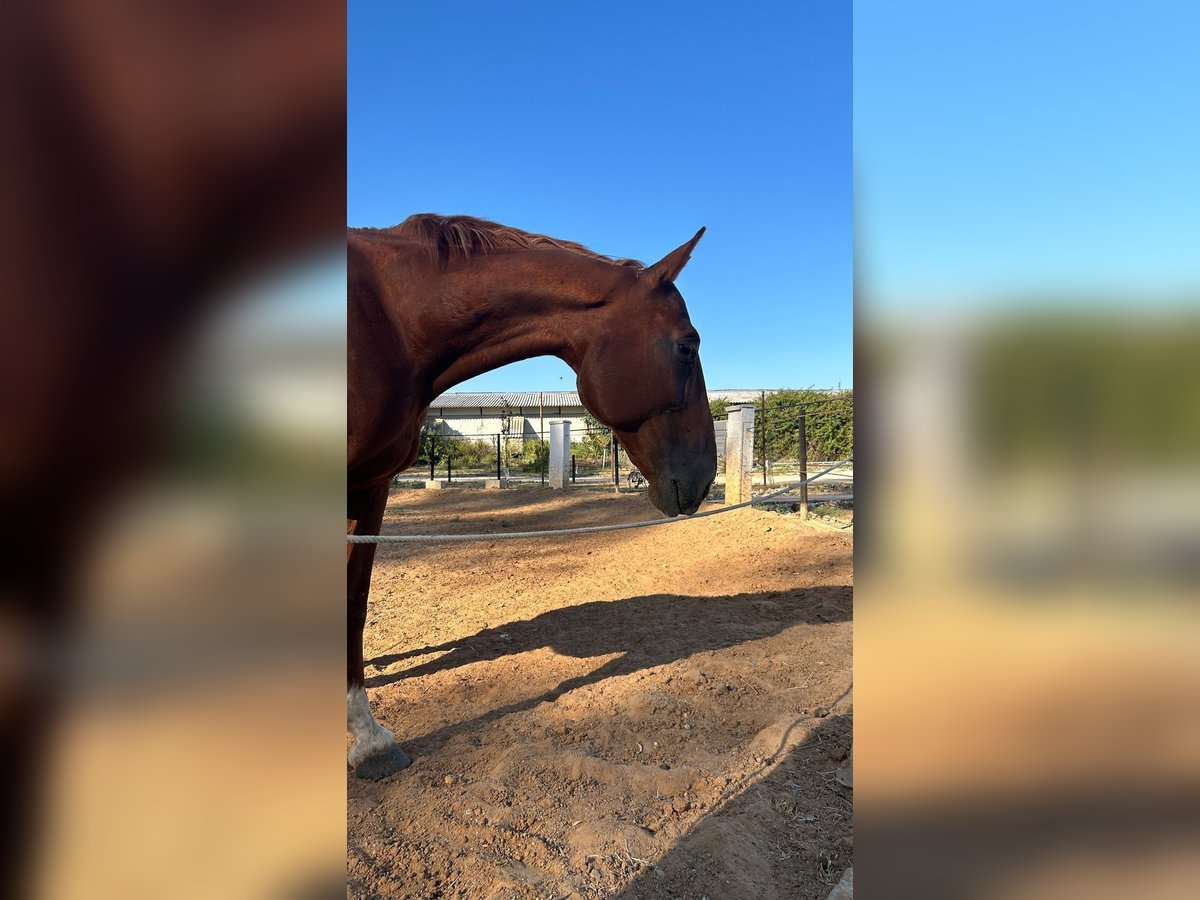 Trotón francés Caballo castrado 17 años 173 cm Alazán rojizo in Corte de peleas