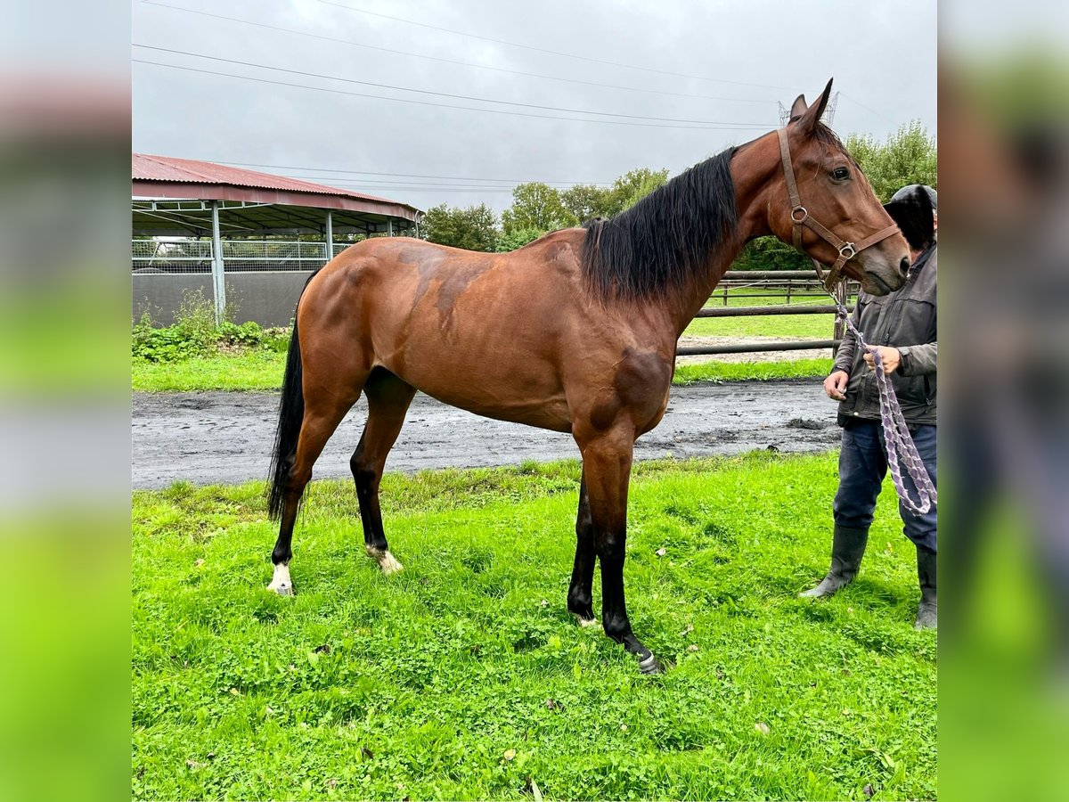 Trotón francés Caballo castrado 3 años 152 cm Castaño oscuro in Auffargis