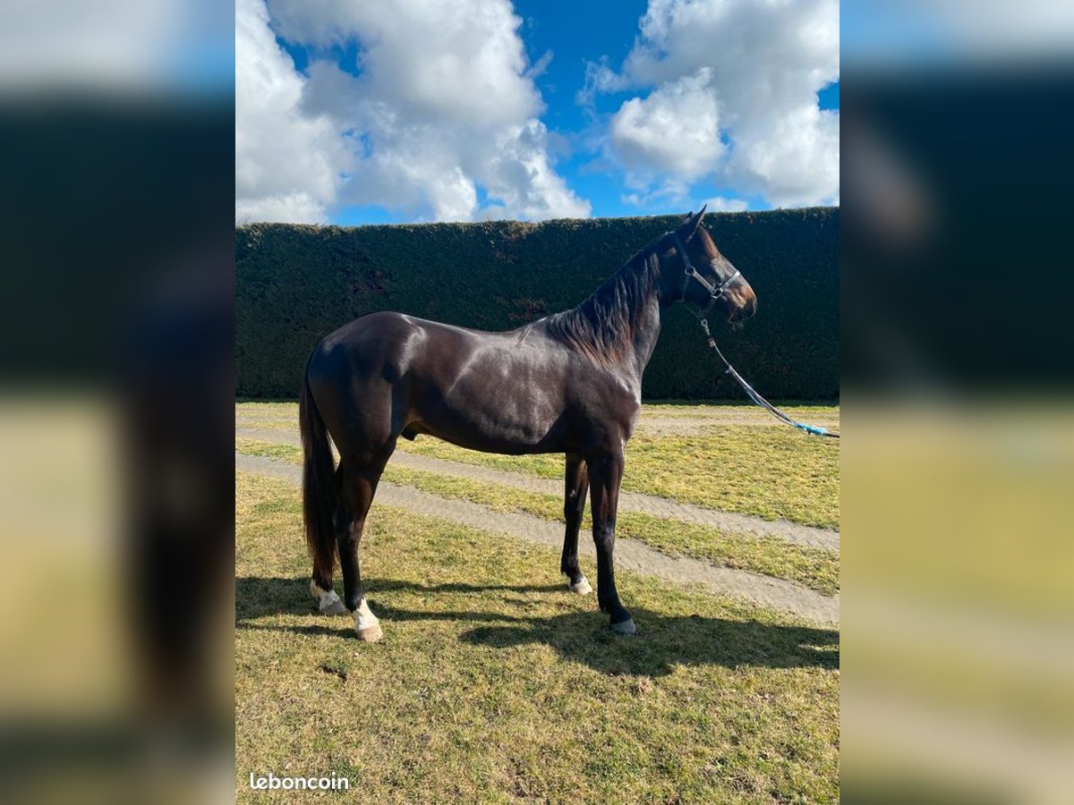 Trotón francés Caballo castrado 3 años Castaño oscuro in Sury-le-Comtal