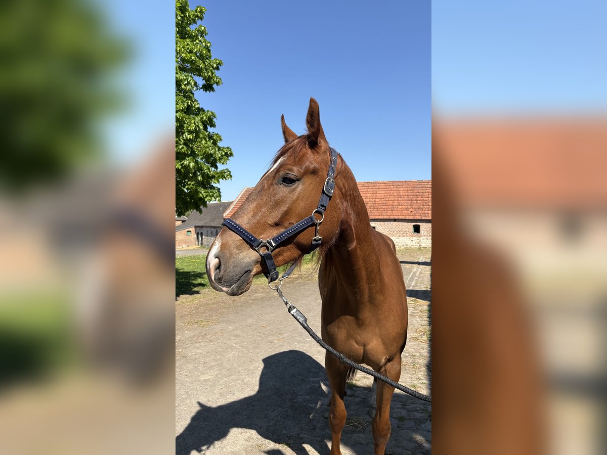 Trotón francés Caballo castrado 4 años 173 cm Alazán in Capelle Sur Ecaillon