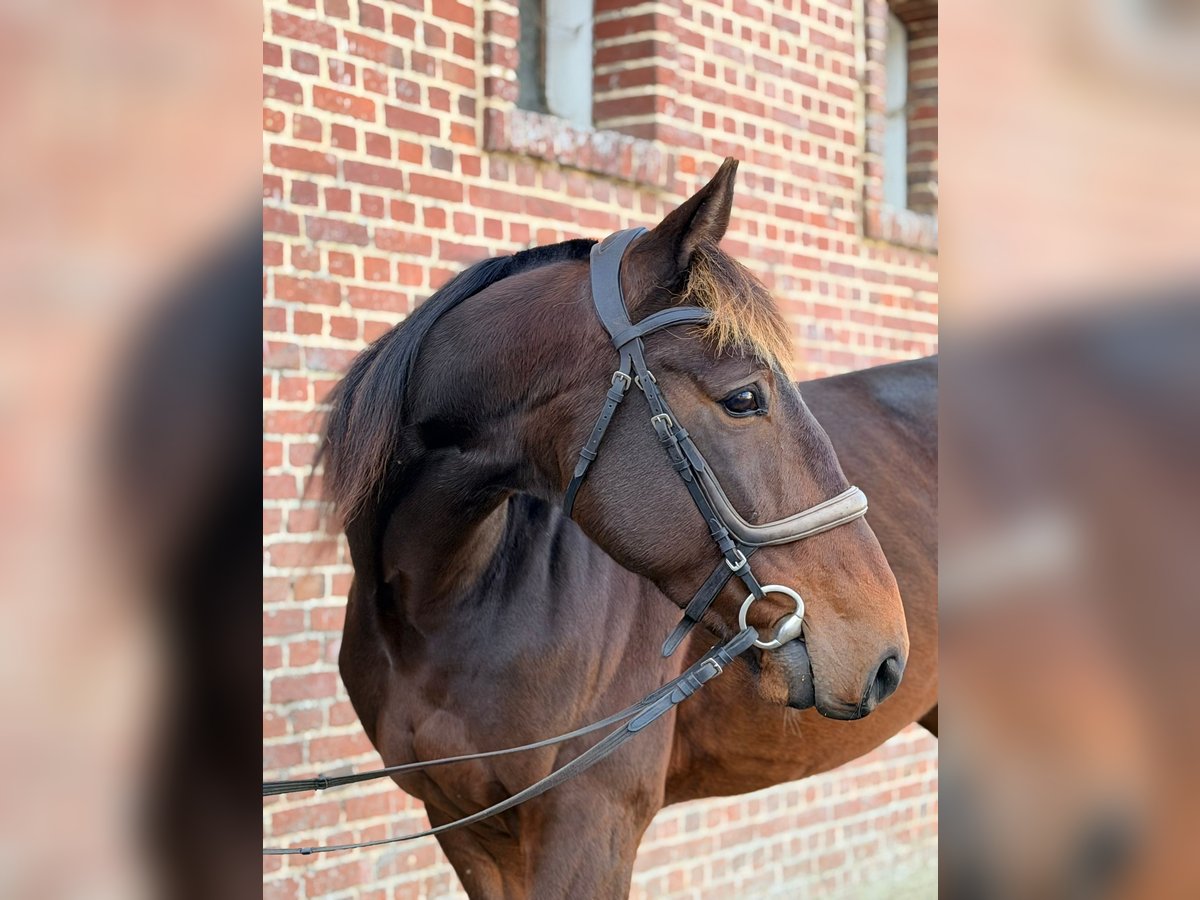 Trotón francés Caballo castrado 5 años 169 cm Morcillo in Epenancourt