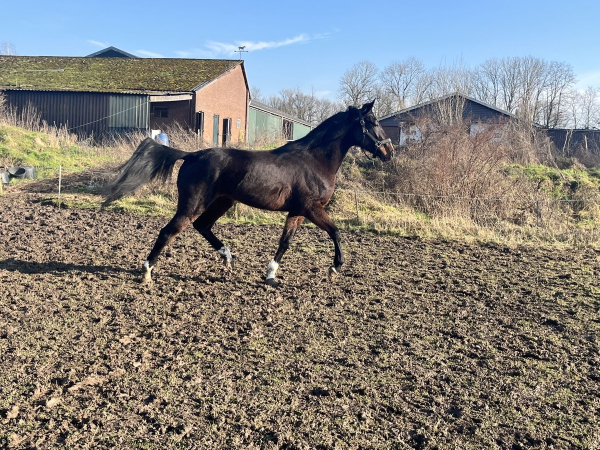 Trotón francés Caballo castrado 5 años 176 cm Castaño oscuro in Tolkamer