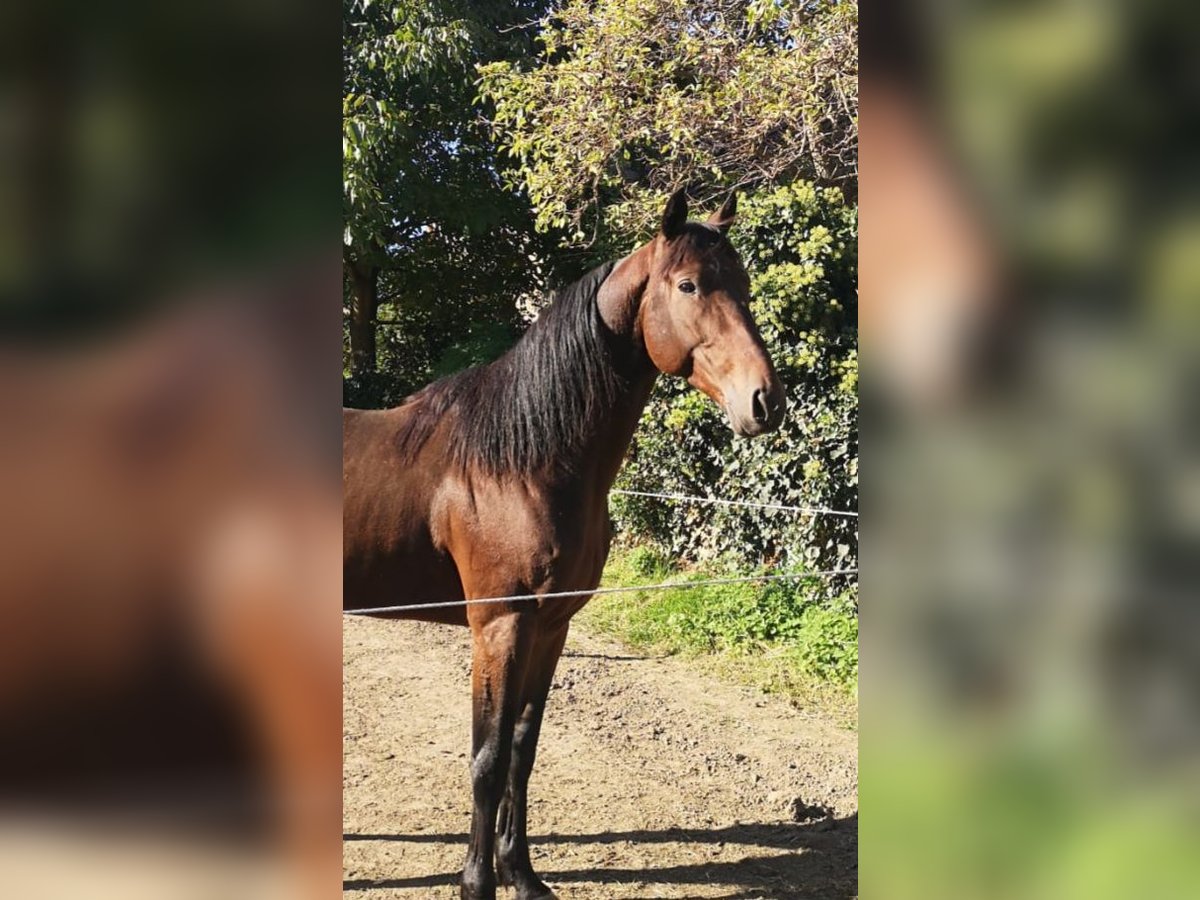 Trotón francés Caballo castrado 6 años 155 cm Castaño in Endingen am Kaiserstuhl