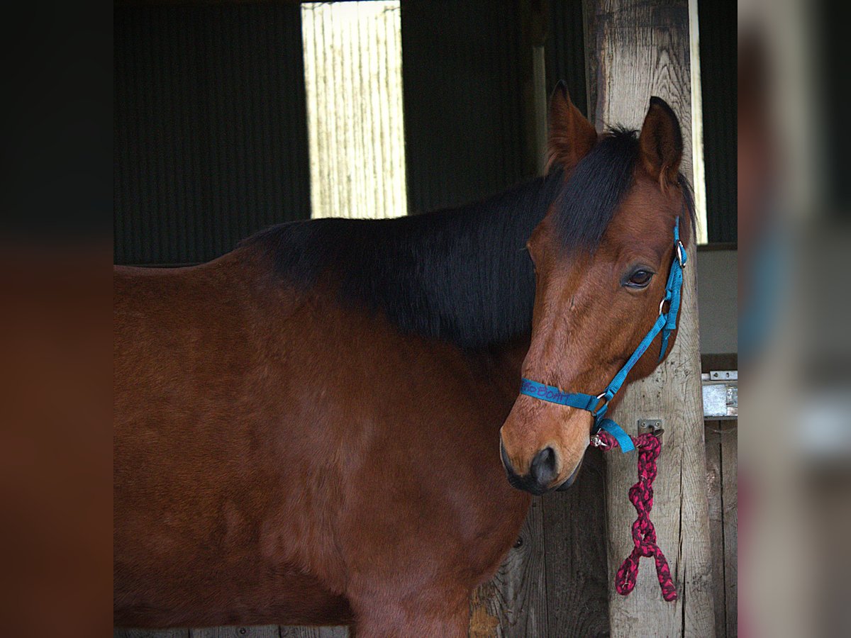 Trotón francés Caballo castrado 6 años 165 cm Castaño in Saint-Pol-sur-Ternoise