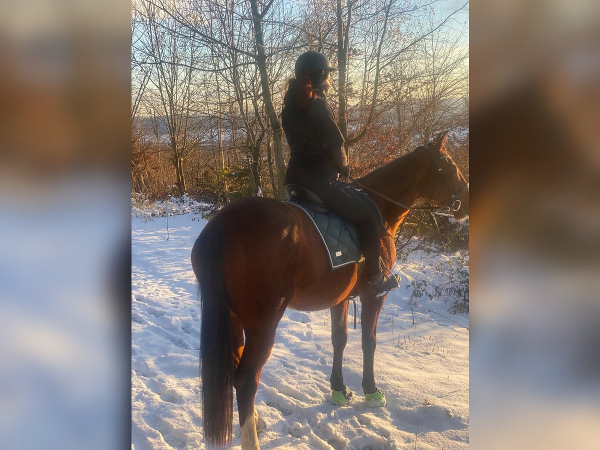 Trotón francés Caballo castrado 7 años 165 cm Castaño in Sebnitz