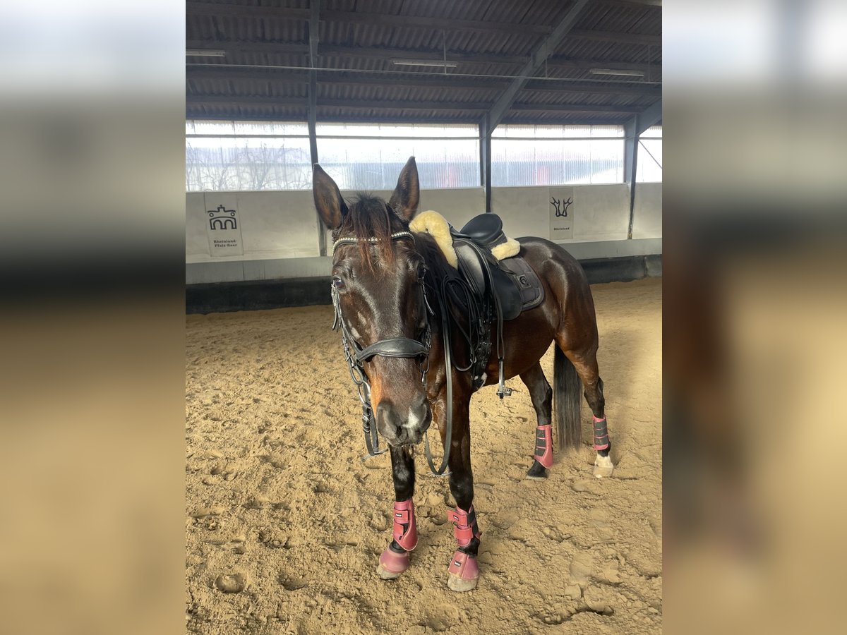 Trotón francés Caballo castrado 8 años 160 cm Morcillo in Bad Homburg vor der Höhe