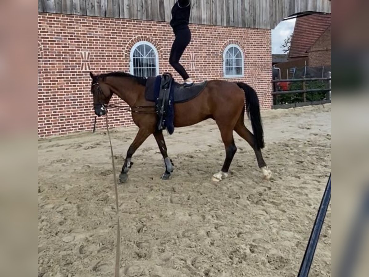 Trotón francés Caballo castrado 8 años 164 cm Castaño oscuro in NRW