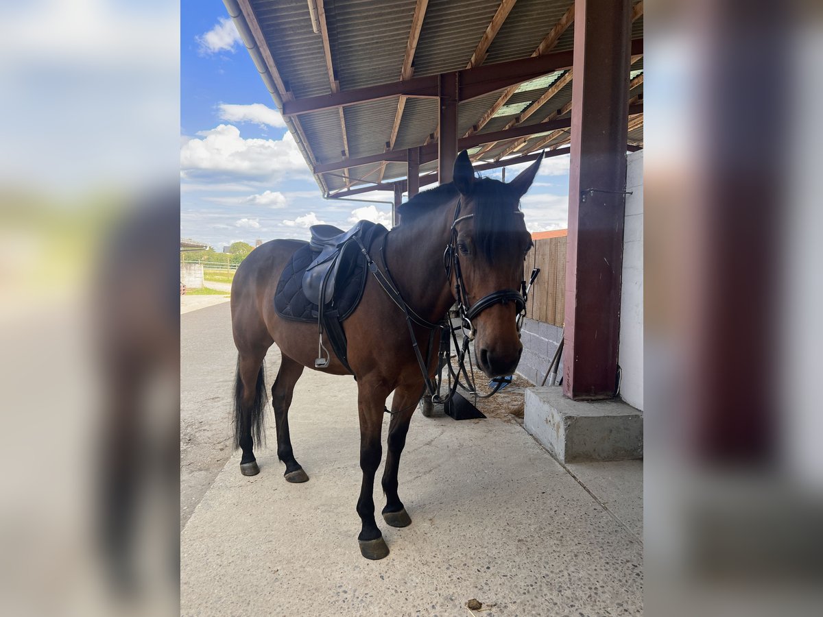 Trotón francés Caballo castrado 8 años 165 cm Castaño in Rastatt