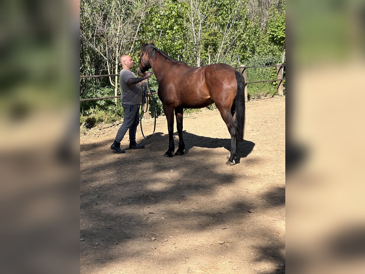 Trotón francés Caballo castrado 8 años in Rub&#xED;