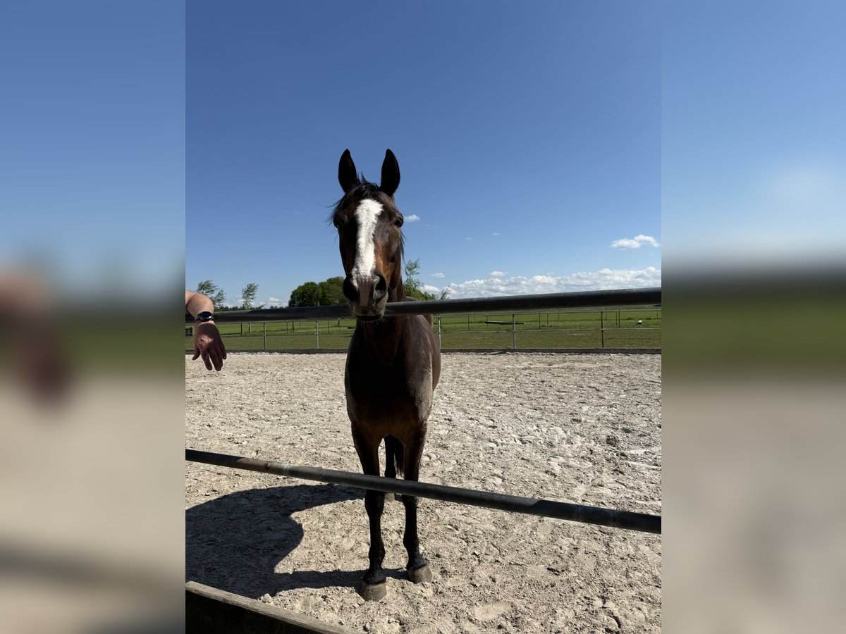 Trotón francés Caballo castrado 9 años 162 cm Castaño in Landsberg am Lech