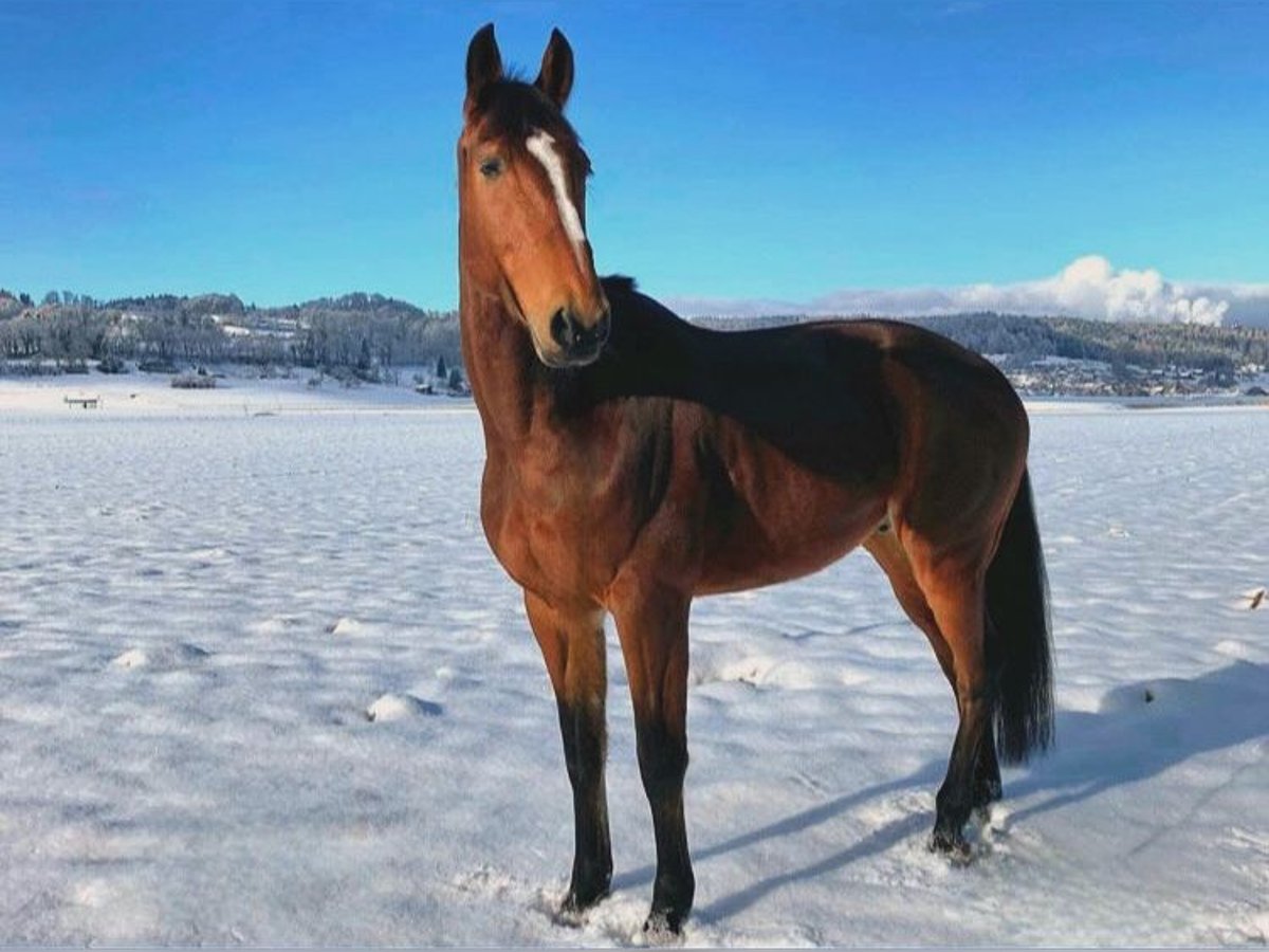 Trotón francés Caballo castrado 9 años 168 cm Castaño in Sursee