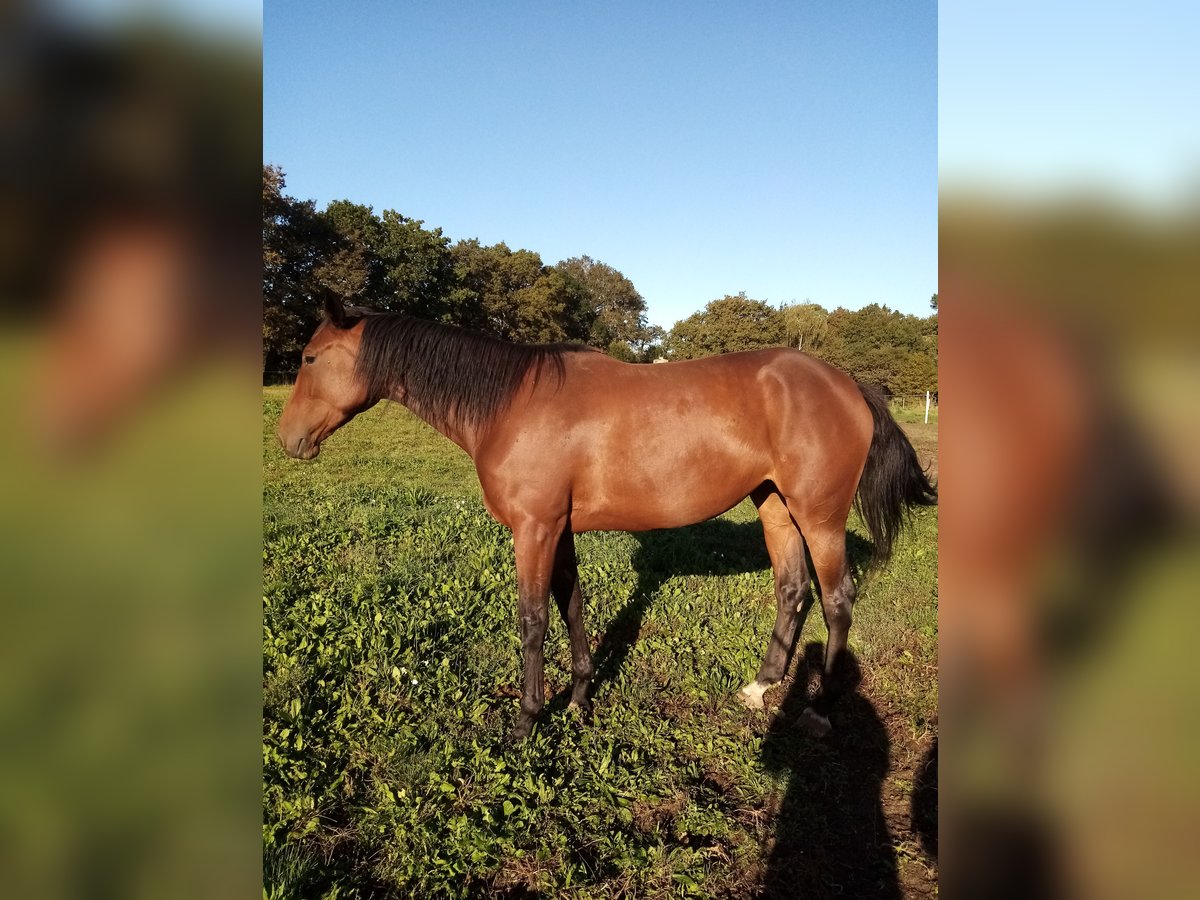 Trotón francés Yegua 4 años 170 cm Castaño in Froidfond