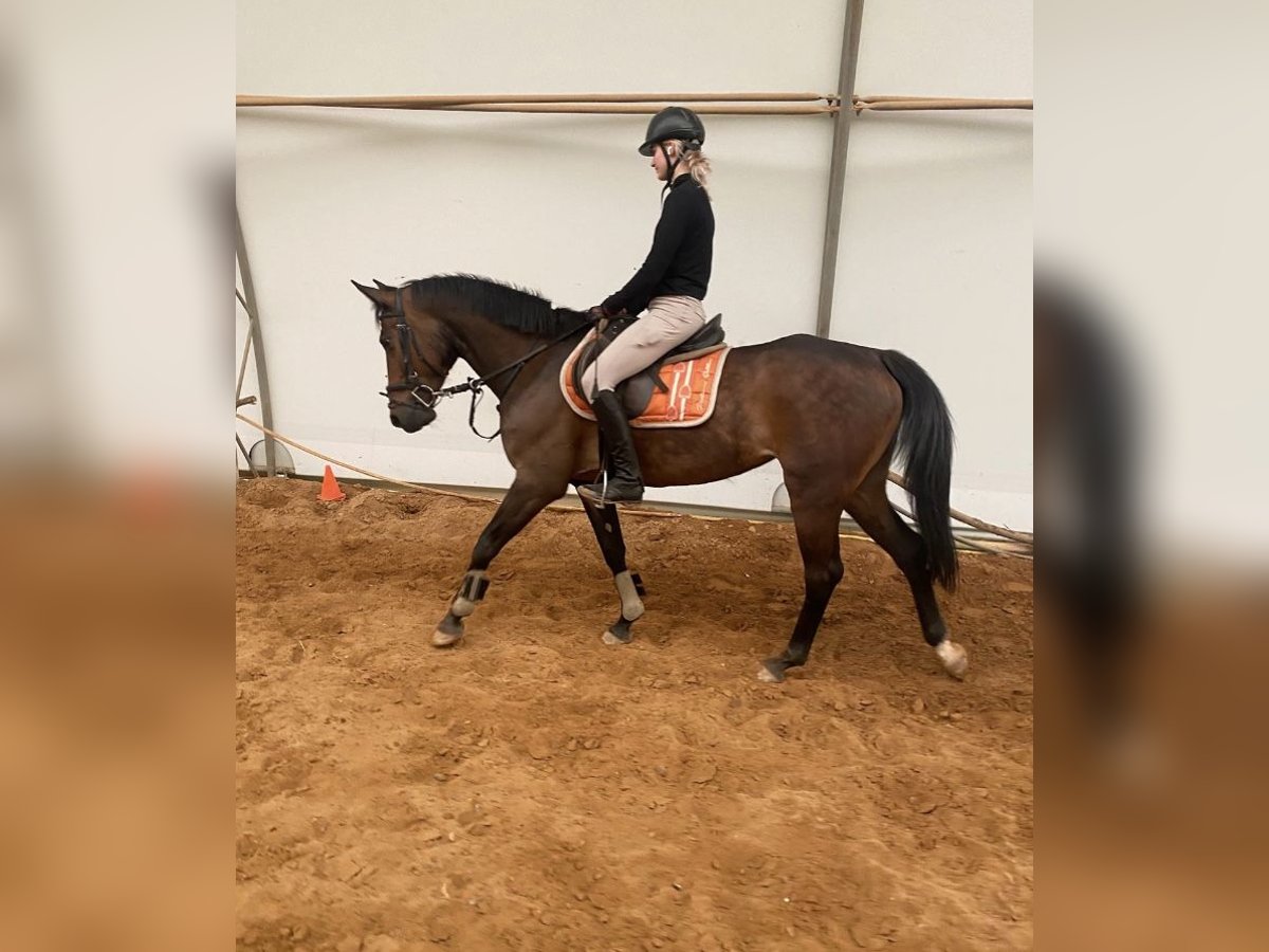 Trotón francés Yegua 8 años Castaño in Heusweiler