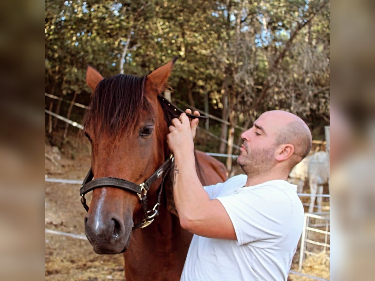 Trotón italiano Caballo castrado 7 años Castaño rojizo in Rubi