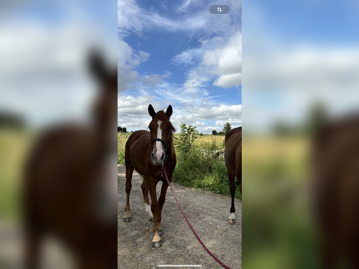 Trottatore Francese Castrone 2 Anni 165 cm Sauro in Arras